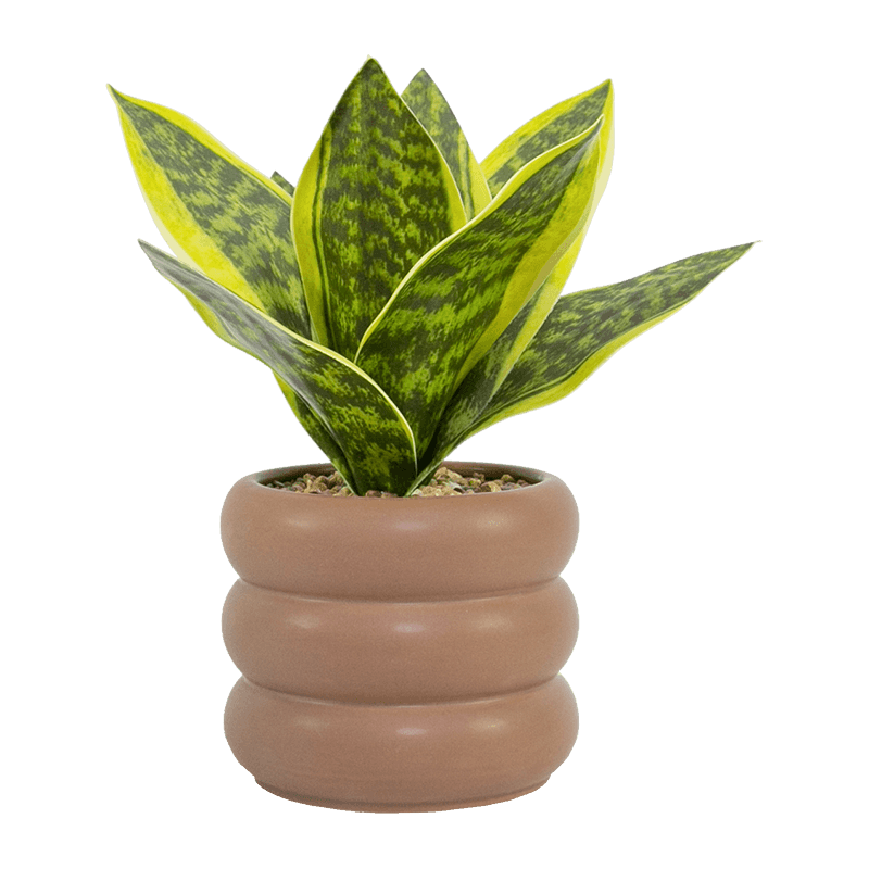 Maceta decorativa de cerámica marrón con forma de planta de serpiente de 23 cm