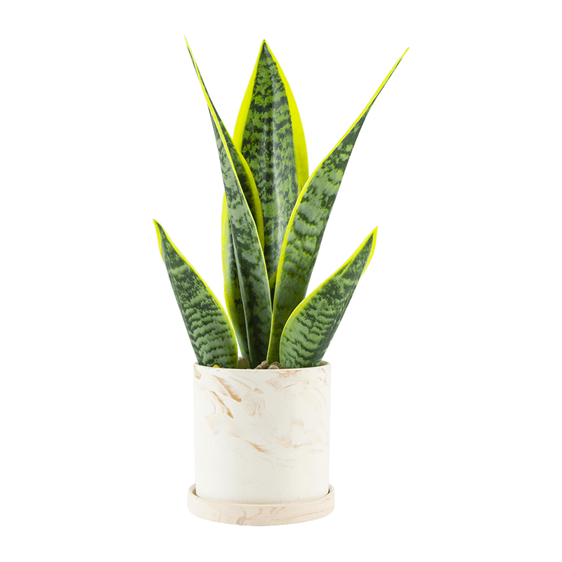 Maceta cerámica de aloe de serpiente artificial de 40 cm